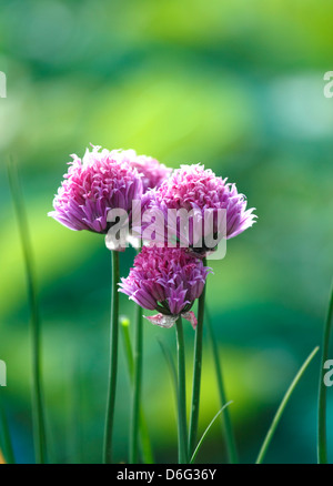 Chive Flowers, Growing on an Allotment Stock Photo