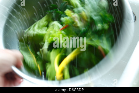 Washing Mixed Salad Leaves Stock Photo