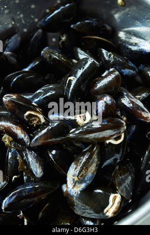 Scottish Mussels being washed Stock Photo