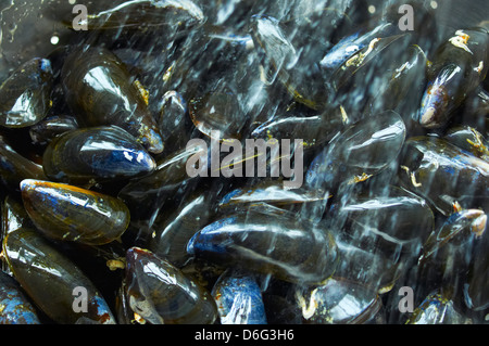 Mussels being washed Stock Photo