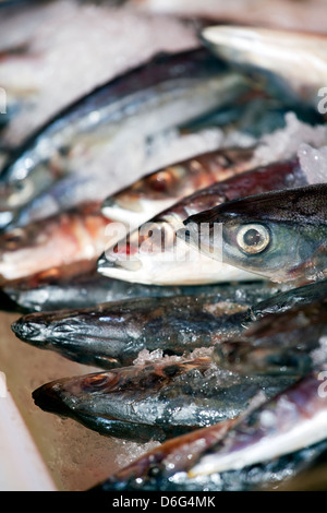 Fresh sardines on ice at the market Stock Photo