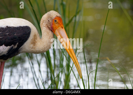 single Painted Stork Mycteria leucocephala feeding in lake Stock Photo