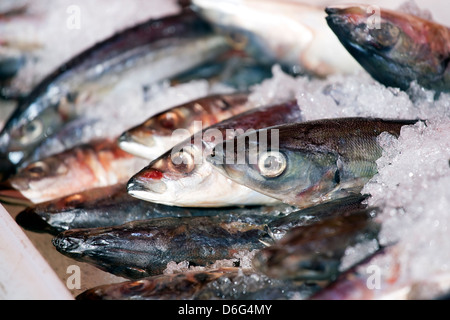 Fresh sardines on ice at the market Stock Photo