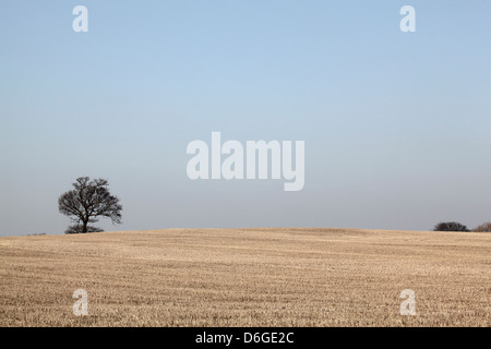 Single lone tree in a crop field against a cloudy sky, September 2011 Stock Photo