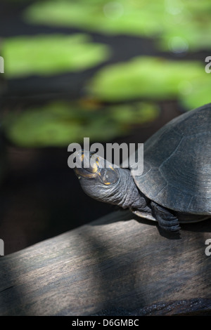 YELLOW-SPOTTED AMAZON RIVER TURTLE PODOCNEMIS UNIFILIS Stock Photo