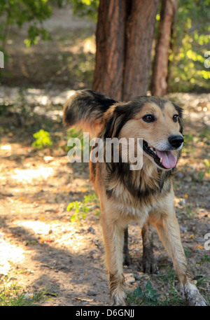Dog resting in shady wood Stock Photo