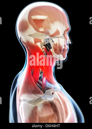 Neck pain, conceptual artwork Stock Photo