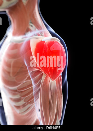 Shoulder pain, conceptual artwork Stock Photo