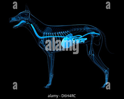 Dog digestive system, artwork Stock Photo