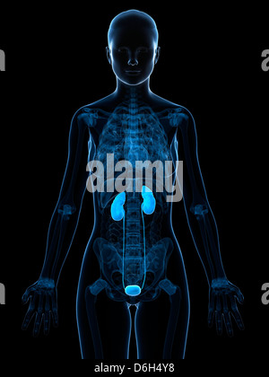 Female urinary system artwork Stock Photo - Alamy