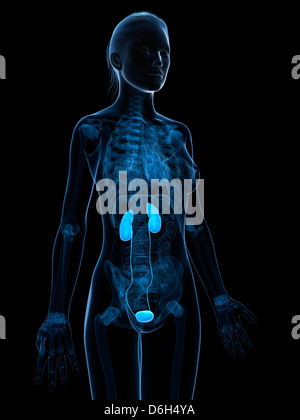 Female urinary system artwork Stock Photo - Alamy