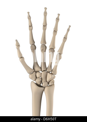 Hand bones, artwork Stock Photo