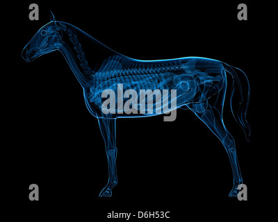 Horse anatomy, artwork Stock Photo