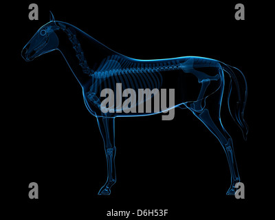 Horse skeleton, artwork Stock Photo