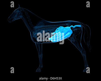 Horse digestive system, artwork Stock Photo