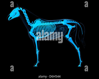 Horse skeleton, artwork Stock Photo