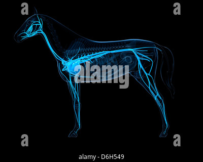 Horse cardiovascular system, artwork Stock Photo