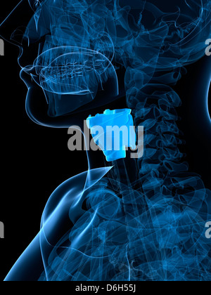 Healthy larynx, artwork Stock Photo