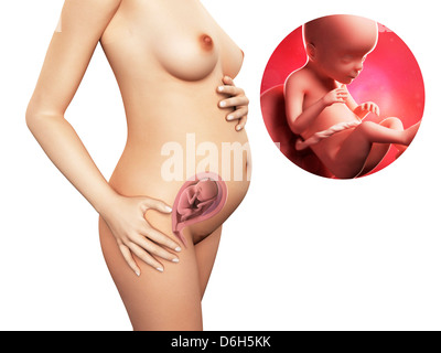 Pregnancy - week 23, artwork Stock Photo
