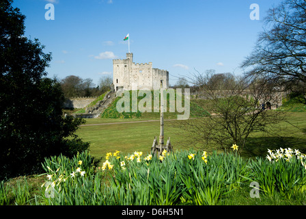 Norman Keep and Daffodils, Cardiff Castle, Cardiff, Souuth Wales, United Kingdom. Stock Photo