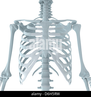 Upper body bones, artwork Stock Photo