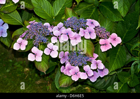 Ping and blue flower head of lace cap hydrangea Stock Photo