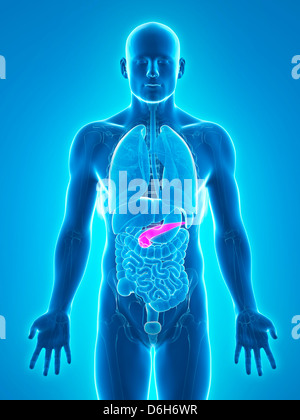 Healthy pancreas, artwork Stock Photo