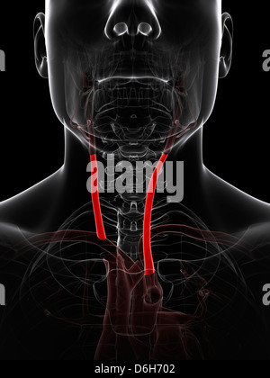 Neck arteries, artwork Stock Photo