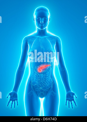 Healthy pancreas, artwork Stock Photo