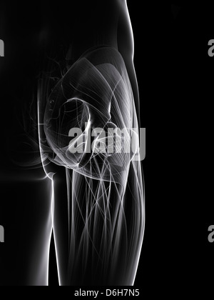 Buttock muscles, artwork Stock Photo