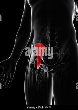 Groin muscle, artwork Stock Photo