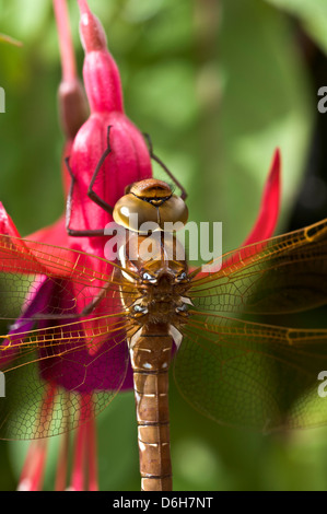 gragon fly resting on a fuschia flower Stock Photo