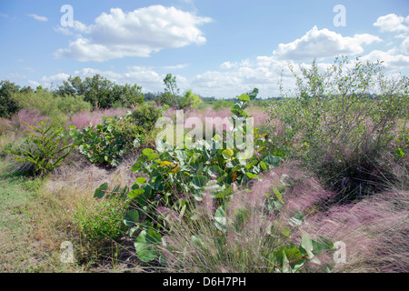 Florida landscape of Muhly Grass and mangrove at the Robinson Preserve in Northwest Bradenton Florida USA Stock Photo