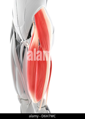 Thigh muscles, artwork Stock Photo
