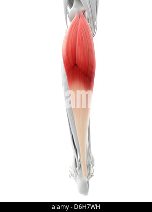 Medical illustration of human leg muscles, four side views Stock Photo