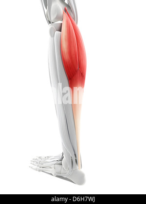 Calf muscles, artwork Stock Photo