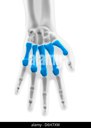 Hand bones, artwork Stock Photo