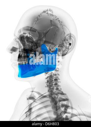 Lower jaw bone, artwork Stock Photo