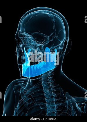 Lower jaw bone, artwork Stock Photo