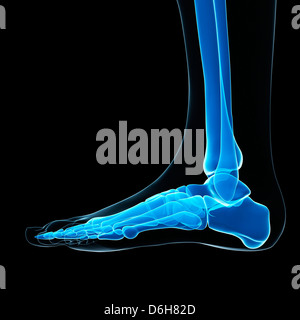 Foot bones, artwork Stock Photo