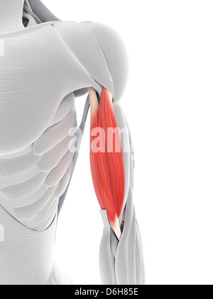 Arm muscle, artwork Stock Photo