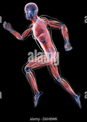 Male musculature, illustration Stock Photo - Alamy