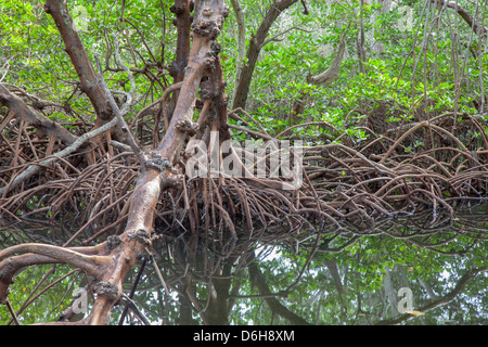 Mangrove swamp at the Robinson Preserve in Northwest Bradenton Florida USA Stock Photo