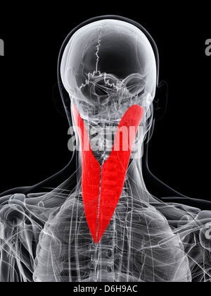 Neck muscle, artwork Stock Photo