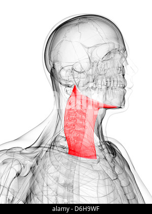 Neck muscle, artwork Stock Photo