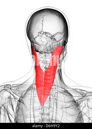 Neck muscle, artwork Stock Photo