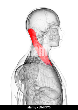 Neck muscle, artwork Stock Photo