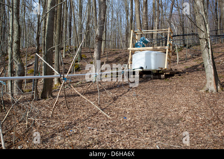 Maple Sap Being Tapped from Sugar Maple Trees and Sent via Tubes to Evaporator to be Made into Maple Syrup Outside WIlliamstown MA. Stock Photo