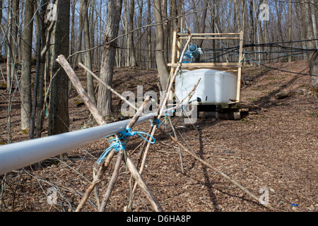 Maple Sap Being Tapped from Sugar Maple Trees and Sent via Tubes to Evaporator to be Made into Maple Syrup Outside WIlliamstown MA. Stock Photo