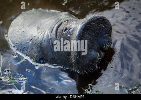 West Indian Manatee (Trichechus manatus). Head above water surface showing mouthparts. Botanical Gardens. Georgetown. Guyana. Stock Photo